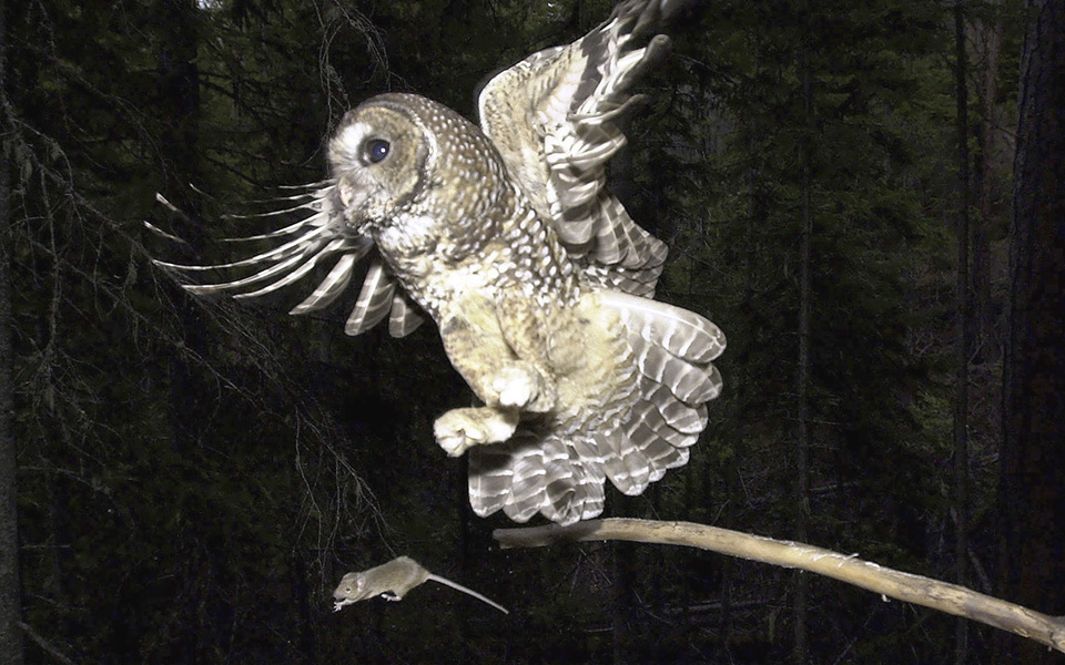 Θύματα του Τράμπ