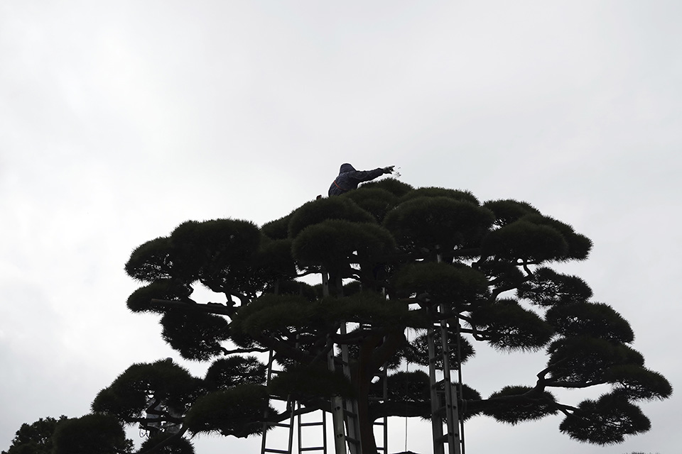 Ιαπωνική φύση