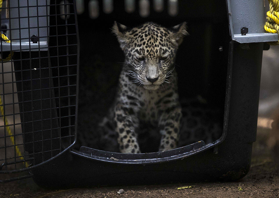 Αγρια ζωή προς πώληση