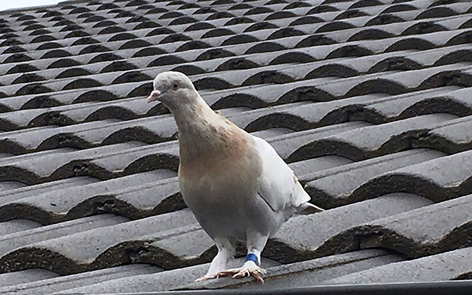 Ο ταξιδευτής