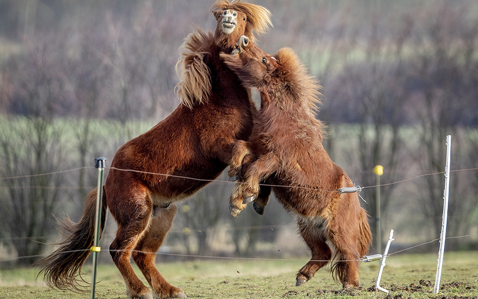 Ευρωπαϊκός Καβγάς