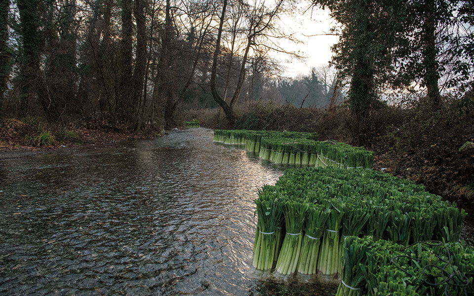 h-ιεροτελεστία-του-πράσου-561233986
