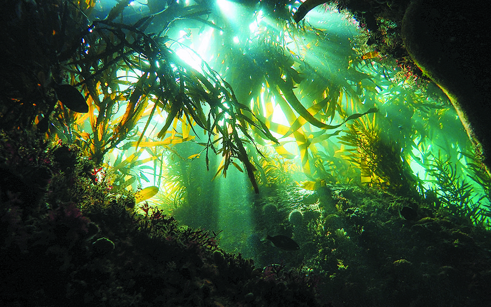 αν-η-φύση-πεθάνει-πεθαίνουμε-κι-εμείς-561220369