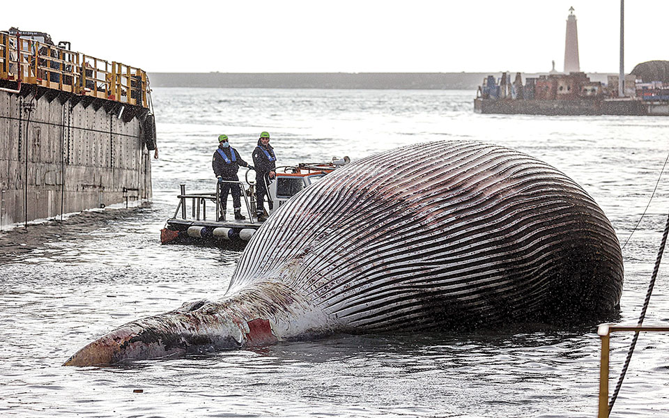 φάλαινα-70-τόνων-ανασύρθηκε-από-το-σορέν-561237253