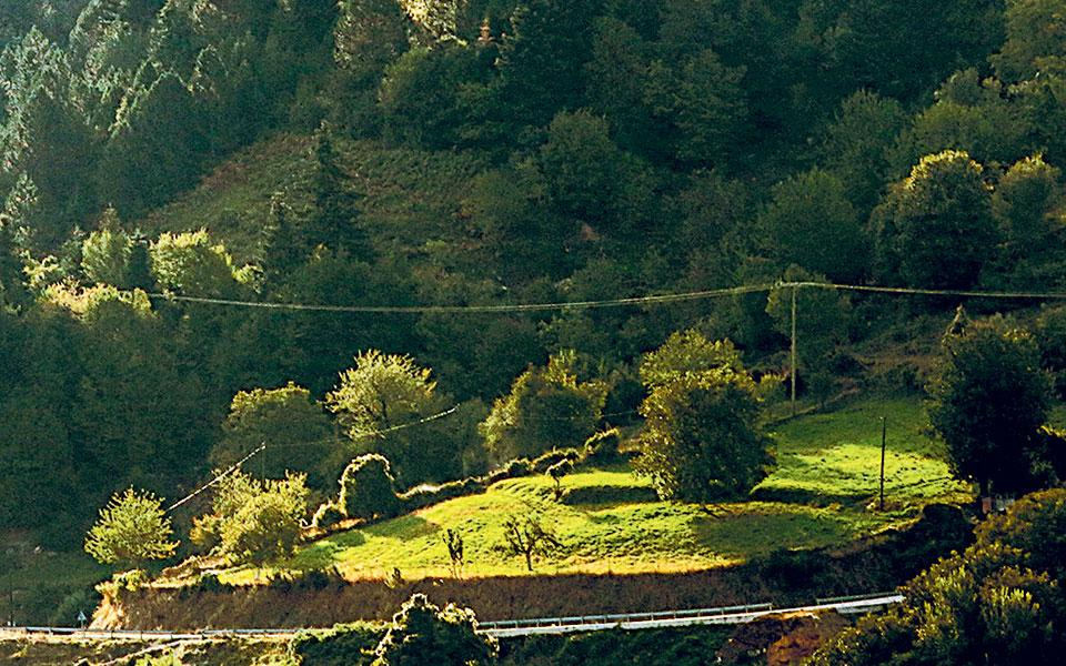 νέες-ρυθμίσεις-για-δασικούς-χάρτες-561241714