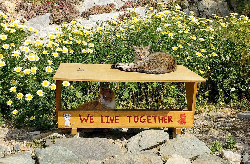 Ο «Γατούλης Χαλεπάς» και τα γατοκαφενεία της Σύρας ανοίγουν τον δρόμο-1