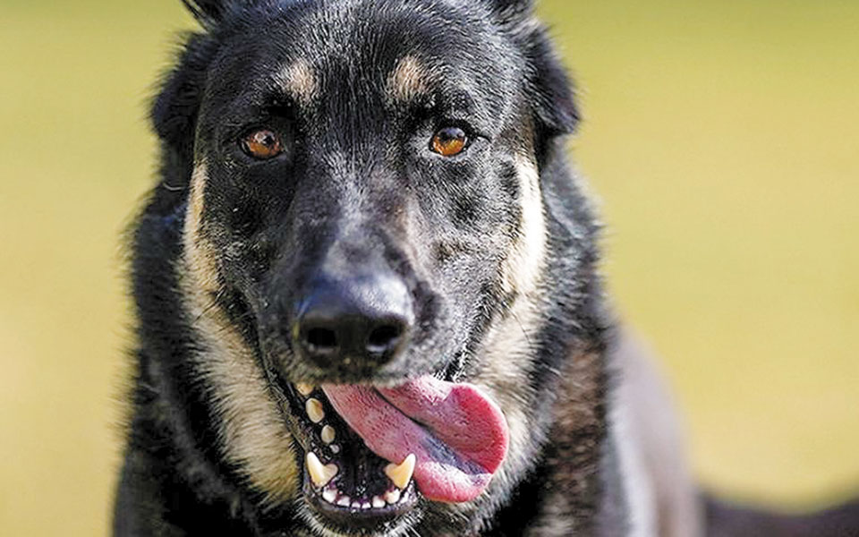 σκυλίσιες-πατούσες-και-πάλι-στον-λευκ-561243286