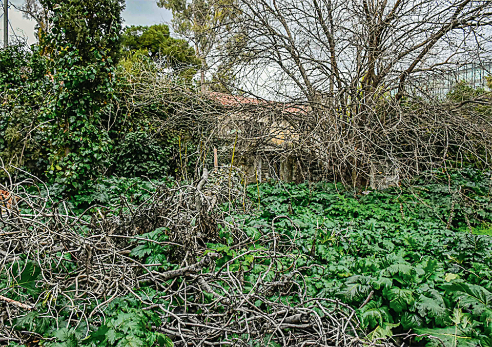 Ηρα Τριανταφυλλίδη, η σπουδαία κεραμίστρια που χάθηκε στη λήθη-4