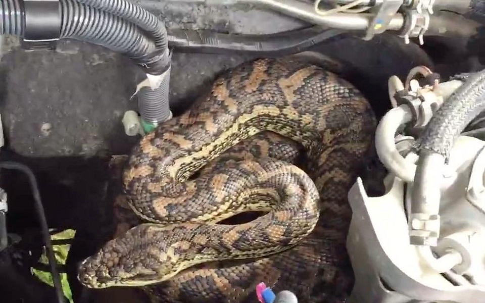 αντί-για-τίγρη-στη-μηχανή-του-είχε-έν-561242161