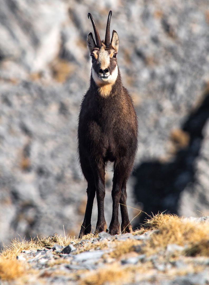 Huawei Ελλάδος: Όταν η τεχνολογία και η Tεχνητή Nοημοσύνη (AI) προστατεύουν την ελληνική φύση-2