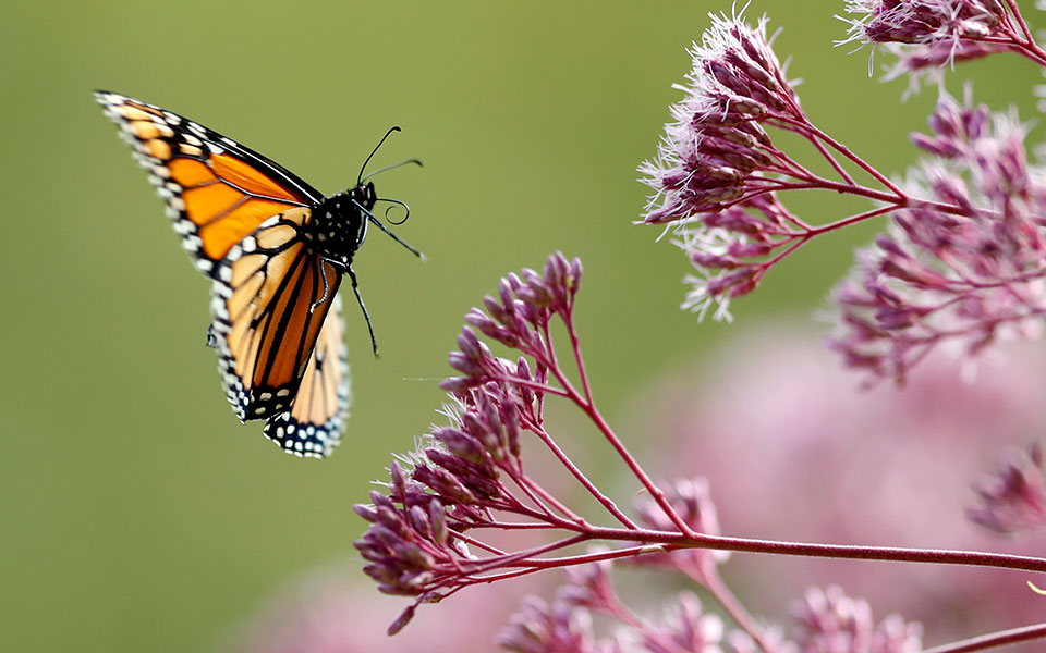 μειώνονται-οι-πληθυσμοί-εντόμων-σπά-561224938