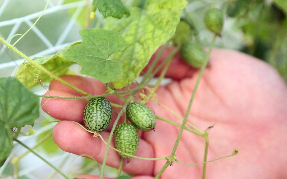 καρπούζια-σε-μέγεθος-φασολιού-και-με-γ-561235054