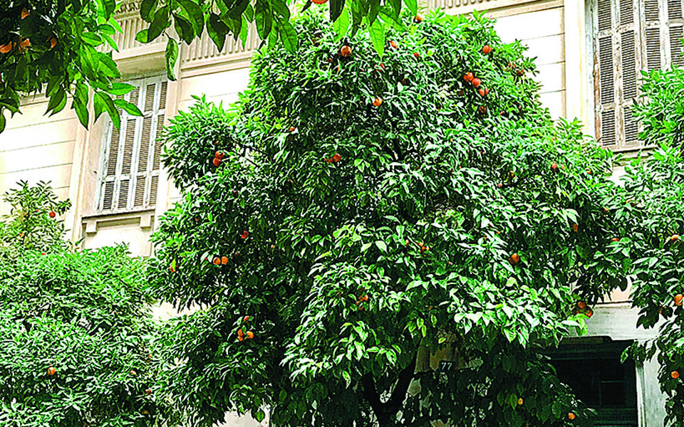 το-αστικό-θαύμα-της-φωκίωνος-νέγρη-561238360