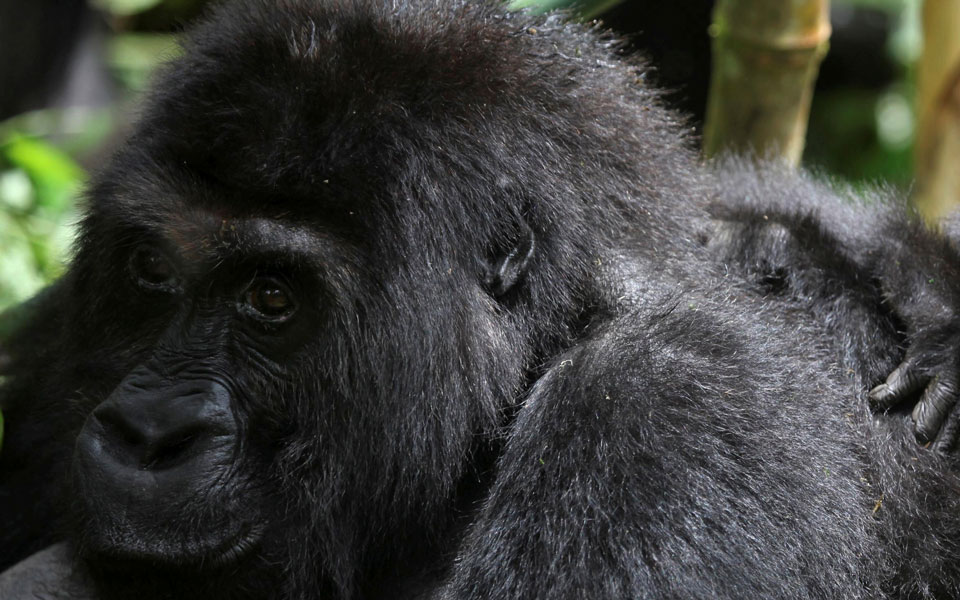 ηπα-θετικοί-στην-covid-δύο-γορίλες-σε-ζωολο-561223228