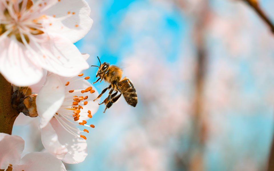 Βιοεντομοκτόνα χωρίς επίπτωση στις μέλισσες από Έλληνες ερευνητές-1