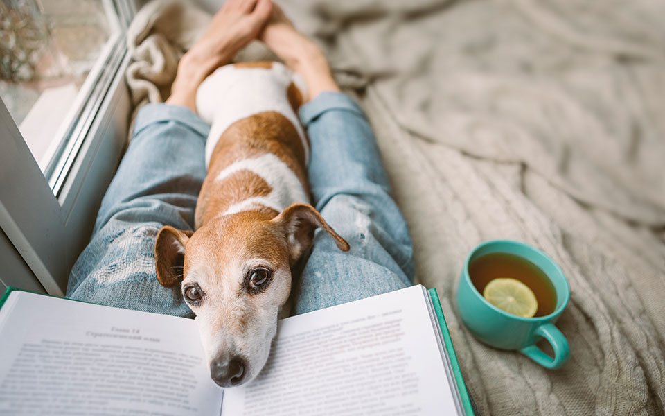 να-πάρω-σκύλο-στην-καραντίνα-561236785