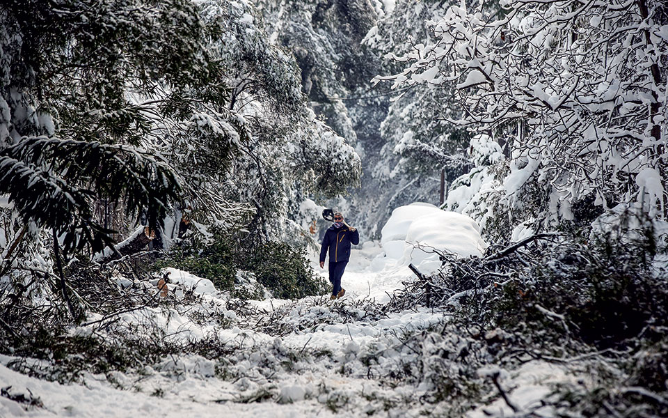 η-εκατόμβη-των-πεύκων-561272695