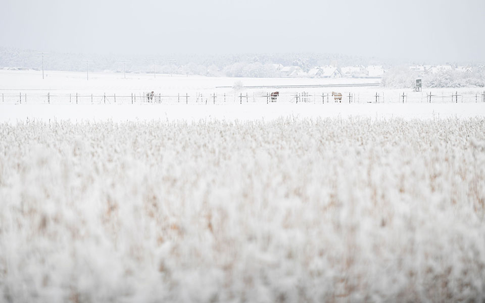 Ψυχρή εισβολή έντυσε στα λευκά την Ευρώπη (εικόνες)-14
