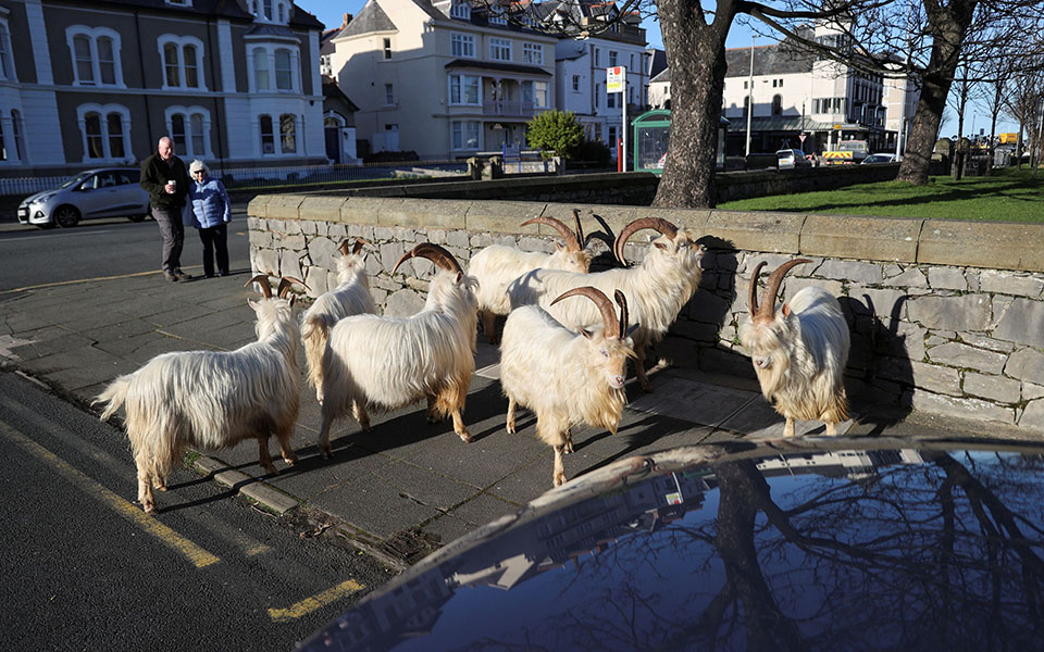 Άδειασε από ανθρώπους και γέμισε με κατσίκες πόλη της Ουαλίας-1
