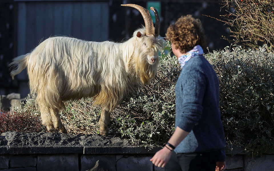 Άδειασε από ανθρώπους και γέμισε με κατσίκες πόλη της Ουαλίας-2