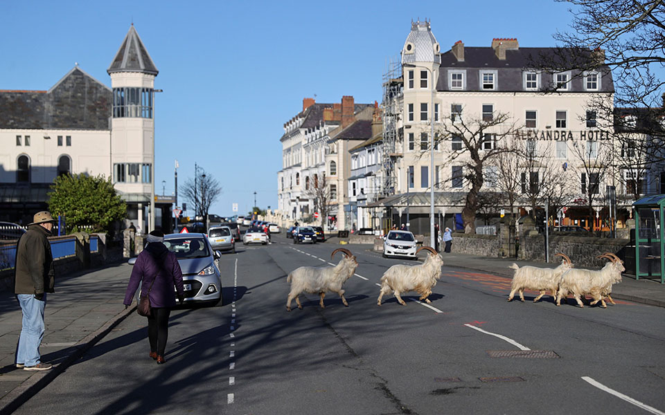 Άδειασε από ανθρώπους και γέμισε με κατσίκες πόλη της Ουαλίας-3