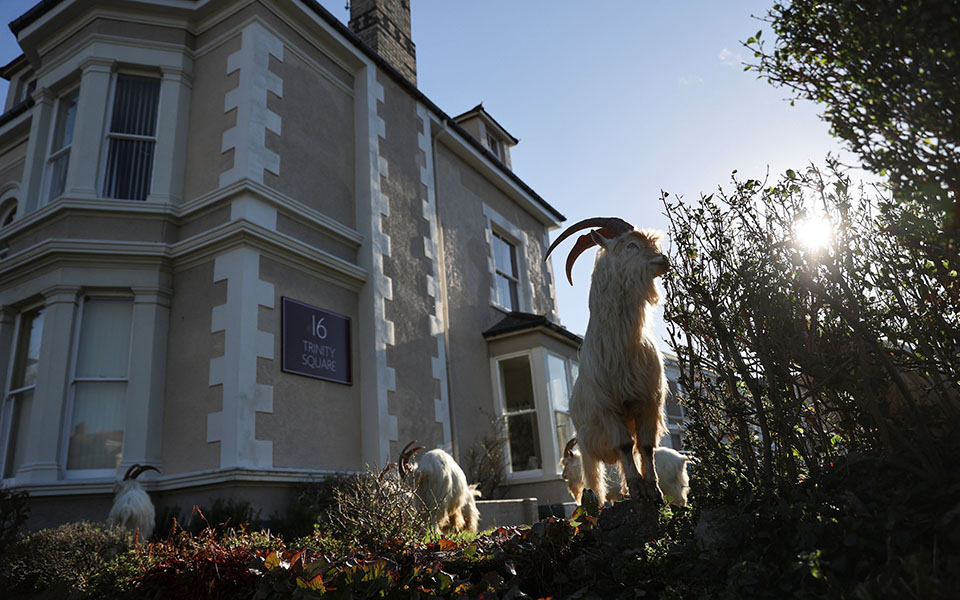 Άδειασε από ανθρώπους και γέμισε με κατσίκες πόλη της Ουαλίας-6