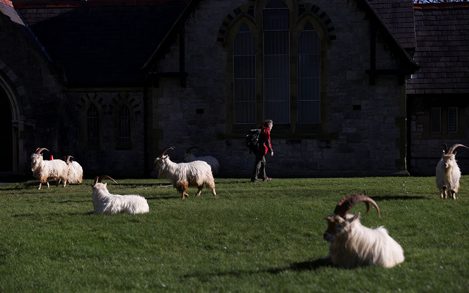 Άδειασε από ανθρώπους και γέμισε με κατσίκες πόλη της Ουαλίας-7