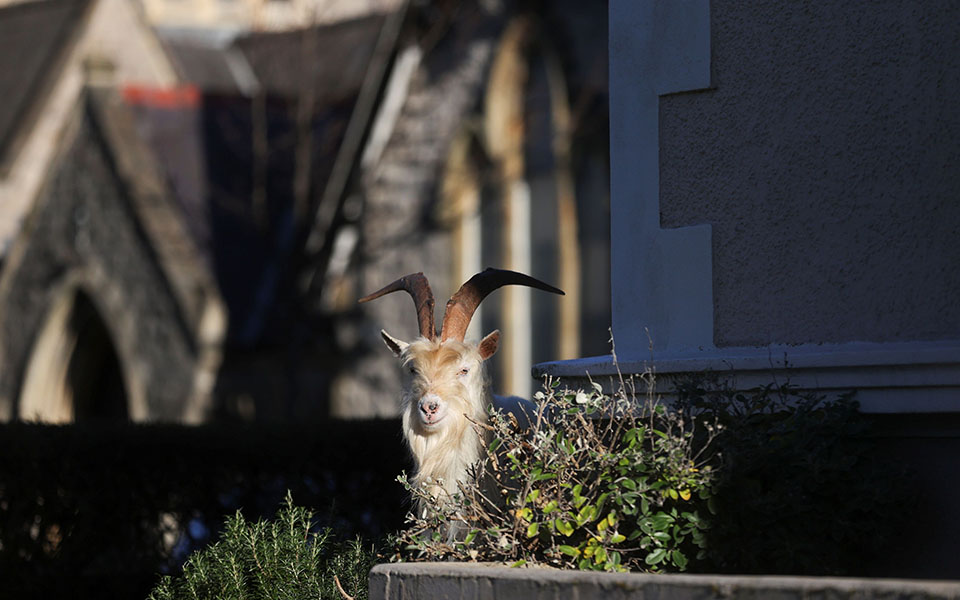 Άδειασε από ανθρώπους και γέμισε με κατσίκες πόλη της Ουαλίας-8
