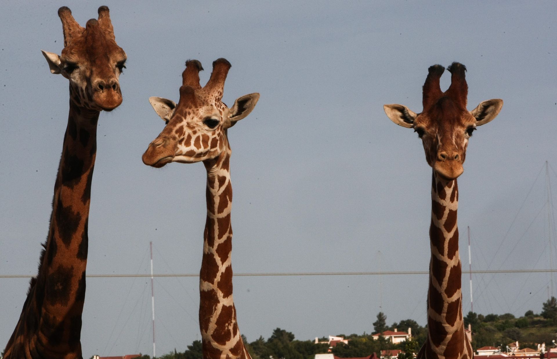 Σήμα κινδύνου από το Αττικό Ζωολογικό Πάρκο-1