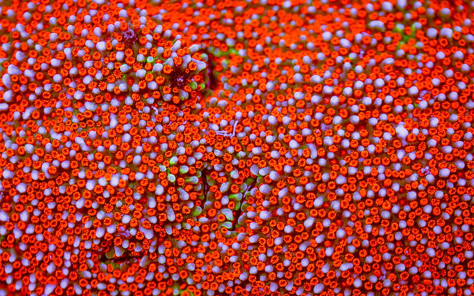 Και λίγο χρώμα