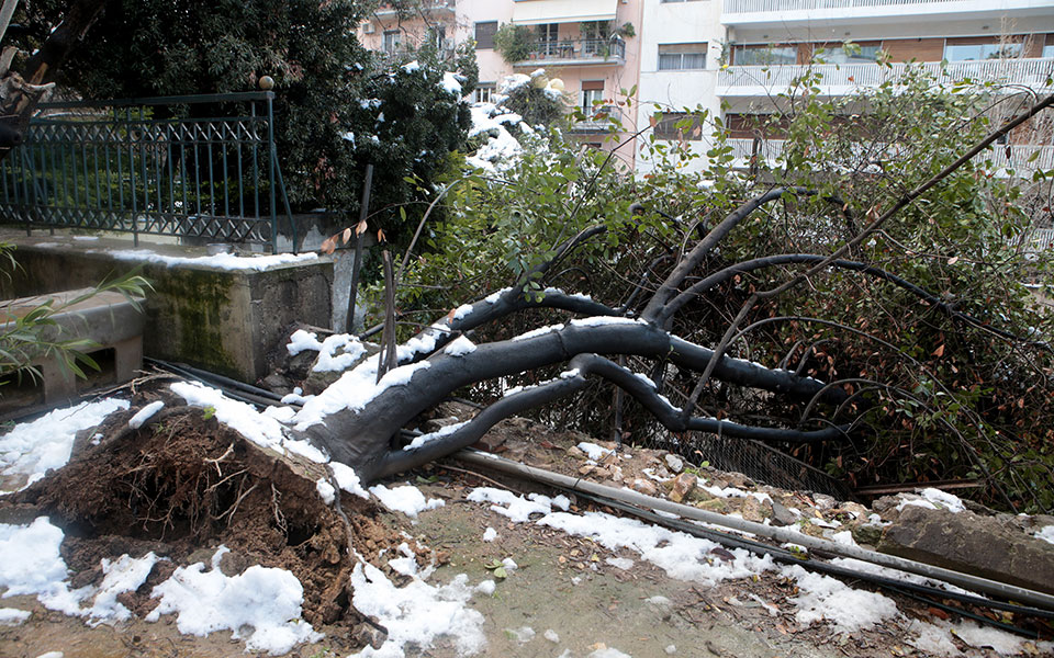 δεδδηε-με-άδεια-δασαρχείου-το-κλάδεμα-561268972