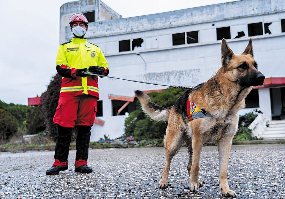Ο Ελληνικός Ερυθρός Σταυρός προσφέρει νέα υπηρεσία περιπάτου για ζώα συντροφιάς-1