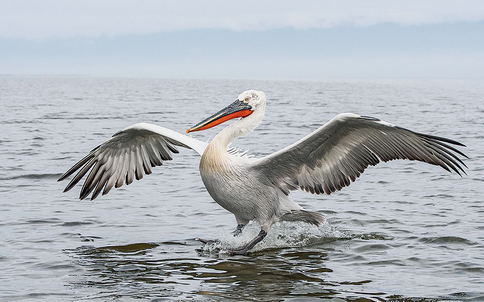οι-πελεκάνοι-ξεγελάστηκαν-561269968