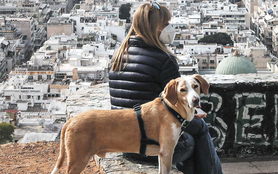 υποχρεωτική-στείρωση-ζώων-συντροφιά-561275275