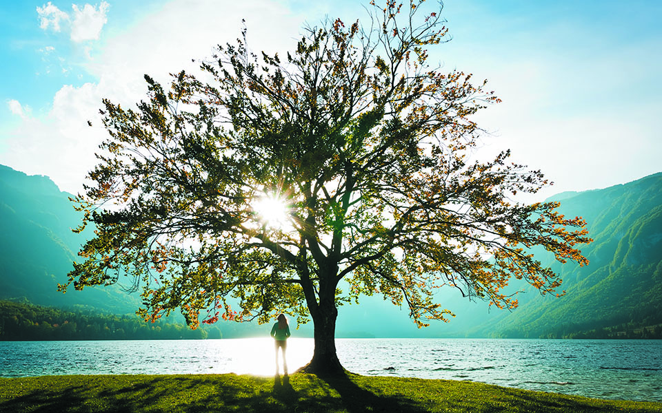 ηθελα-μόνο-ένα-δέντρο-να-είχα-γεννηθε-561278272