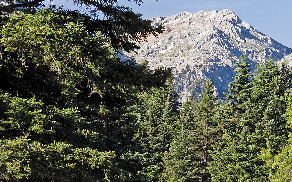 οι-δασικοί-χάρτες-πρασίνισαν-την-κρ-561276463