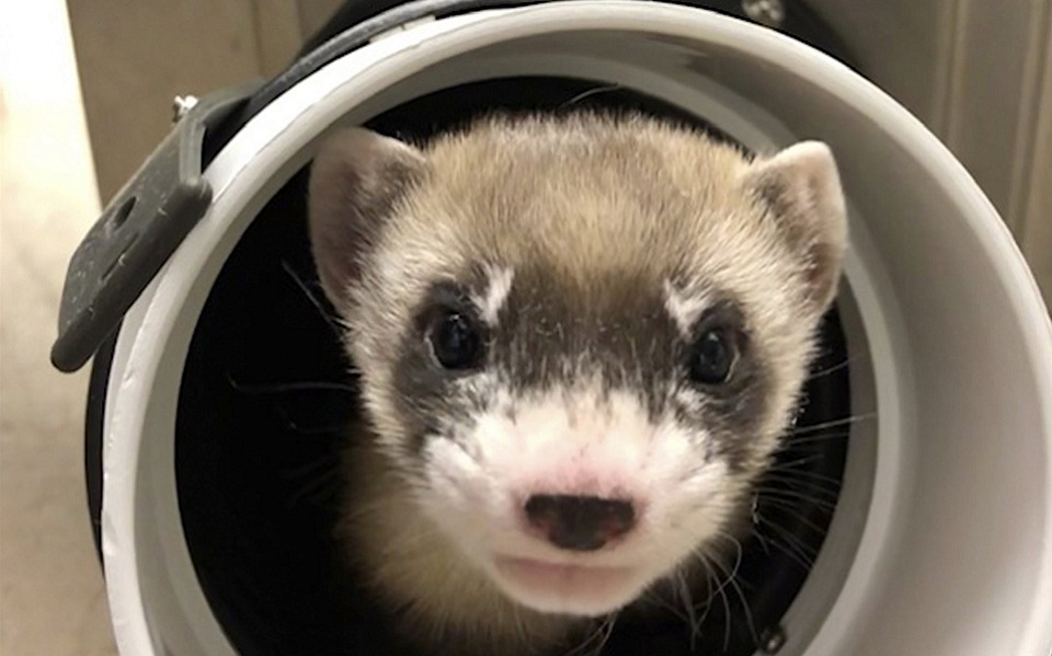 γενετιστές-αναδημιούργησαν-είδος-κο-561270040