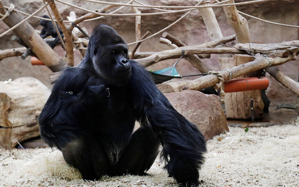 θετικοί-στην-covid-19-γορίλλας-και-λιοντάρια-561276868