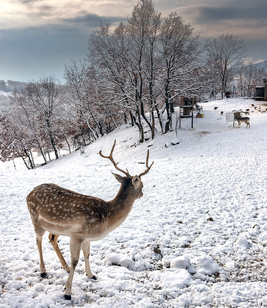 Χειμερία νάρκη-6