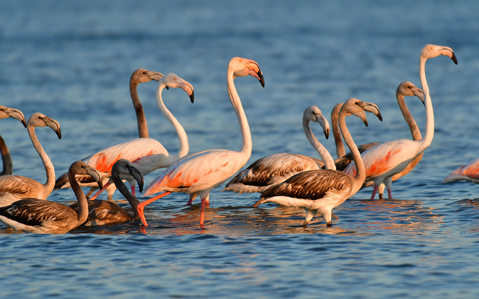 τα-μολύβδινα-σκάγια-σκοτώνουν-κι-ας-ασ-561277108
