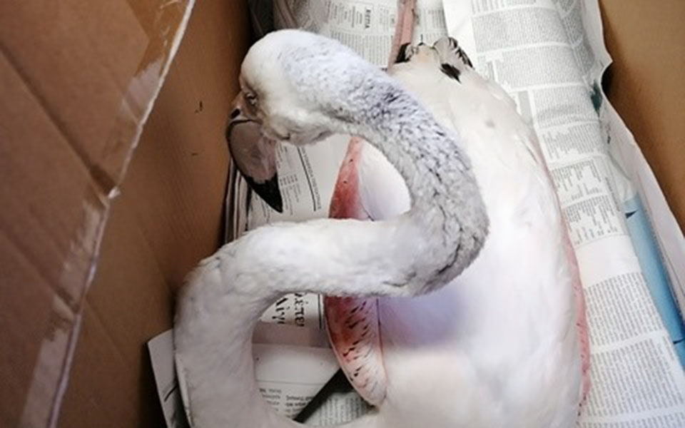 θεσσαλονίκη-πέθανε-το-φλαμίνγκο-που-ε-561260239