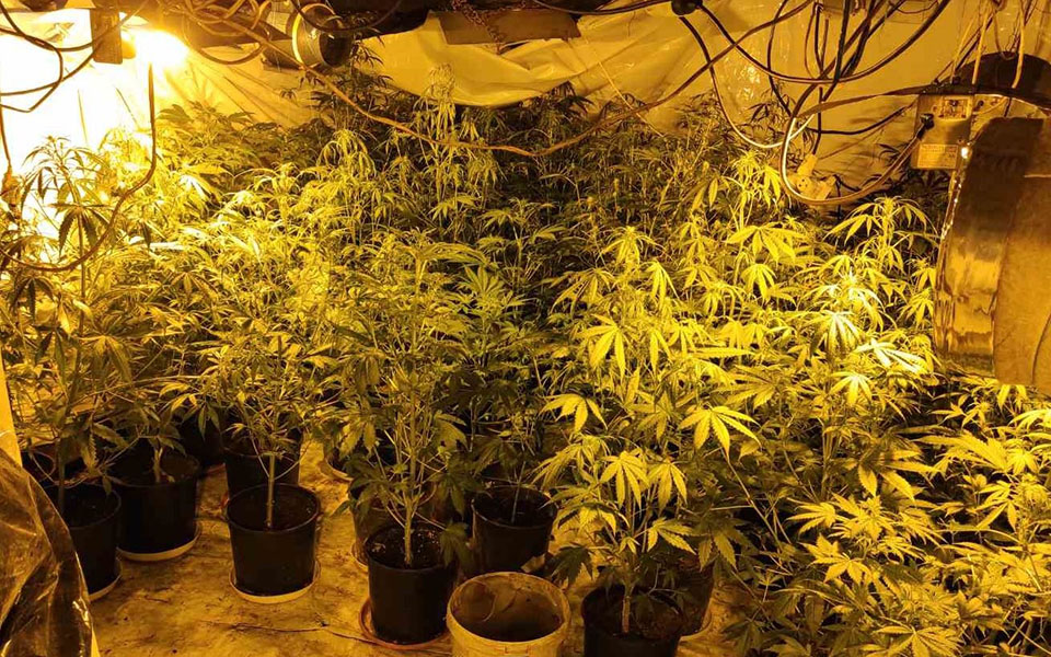 σέρρες-βρέθηκε-υπόγειο-φυτώριο-κάννα-561256597