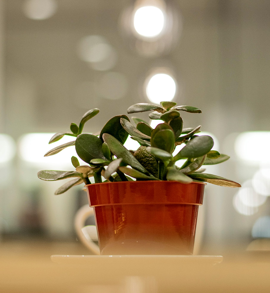 Μεγάλα φυτά εσωτερικού χώρου για το σπίτι-6