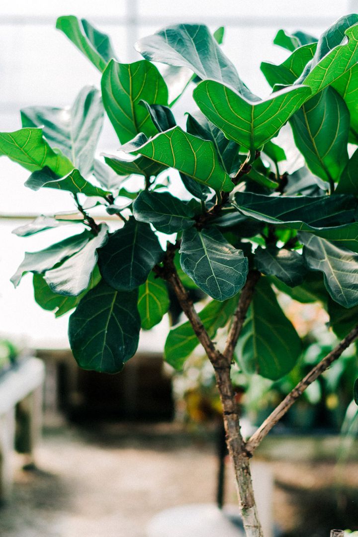 Μεγάλα φυτά εσωτερικού χώρου για το σπίτι-4