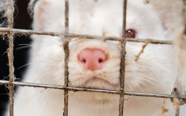 πολωνία-πρώτο-κρούσμα-κορωνοϊού-σε-μι-561248581