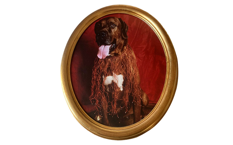 το-βασίλειό-μου-για-έναν-σκύλο-561269023