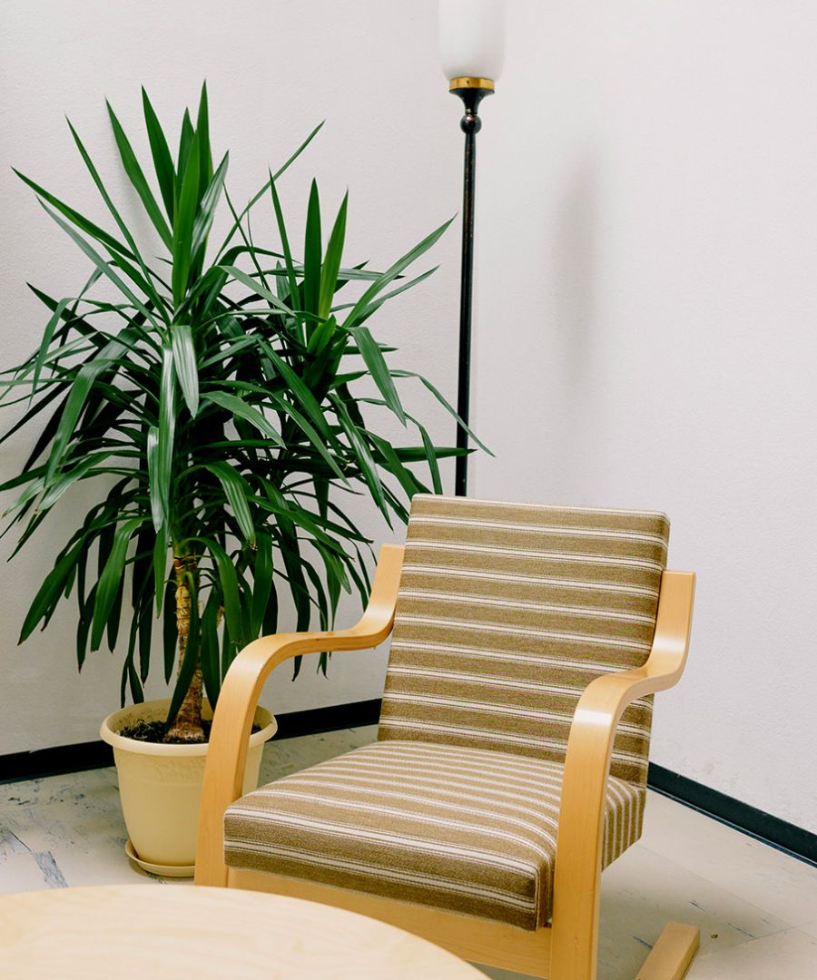 Μεγάλα φυτά εσωτερικού χώρου για το σπίτι-3