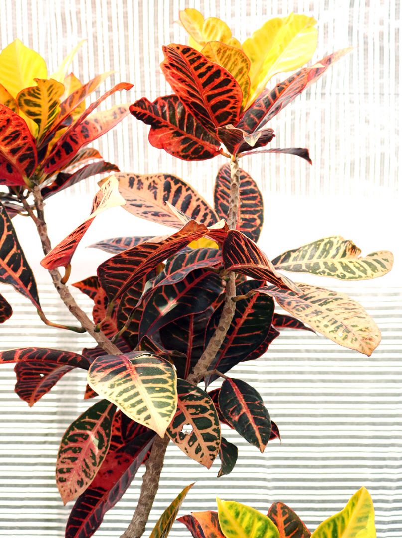 Μεγάλα φυτά εσωτερικού χώρου για το σπίτι-1