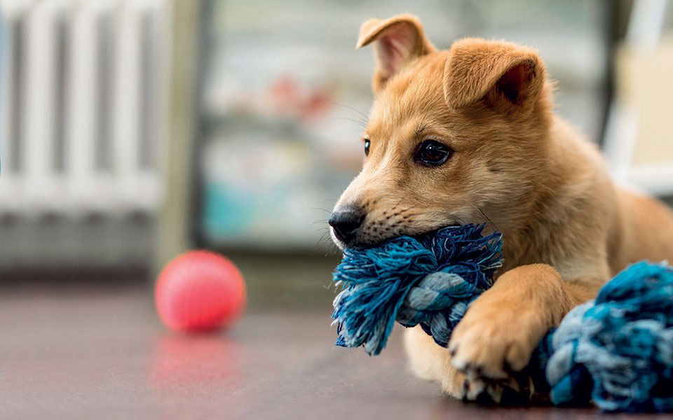 τα-κουτάβια-του-λοκντάουν-561275206