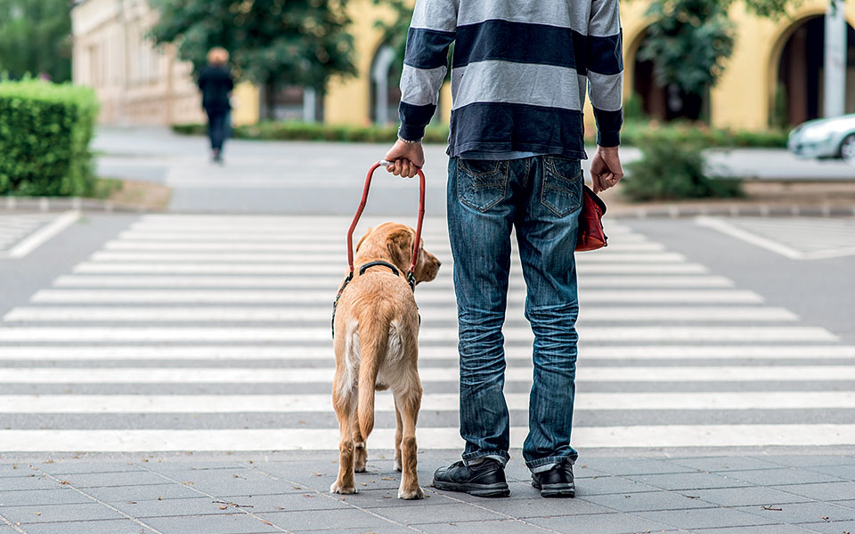 σκύλοι-οδηγοί-και-πανδημία-561267748